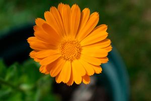 Calendula Flower Extract
